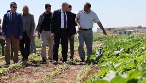 Şanlıurfa Büyükşehir Belediyesi, Ata Tohumuna Sahip Çıkıyor