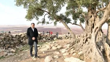 Göbekli Anıt Zeytin Ağacı Çevre Düzenleme Projesi Hayata Geçiriliyor